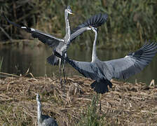 Grey Heron