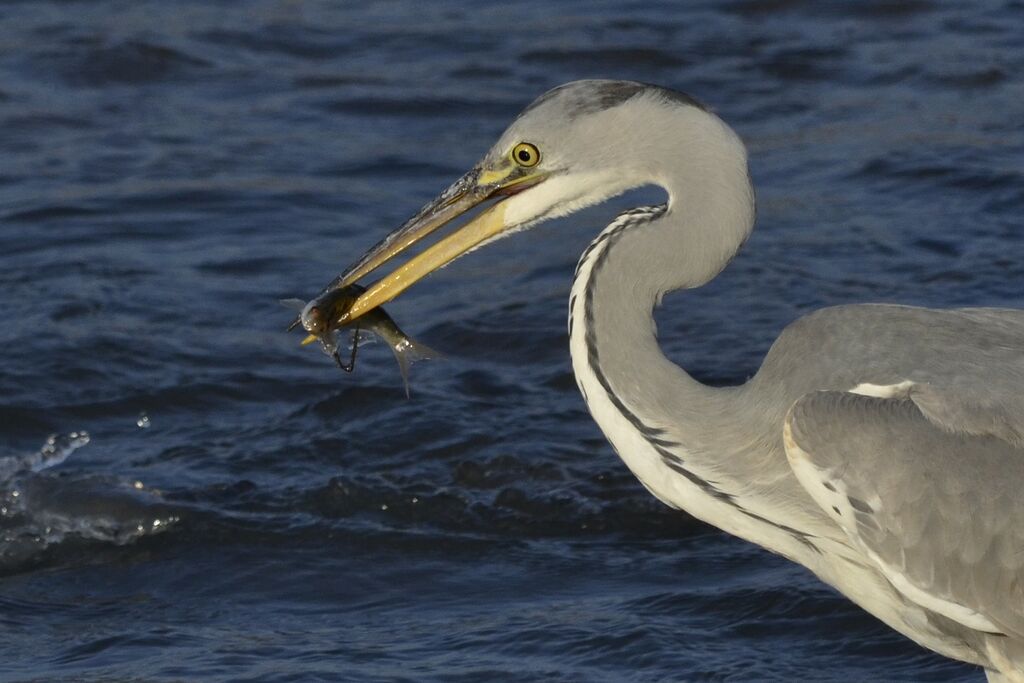 Grey Heron, feeding habits