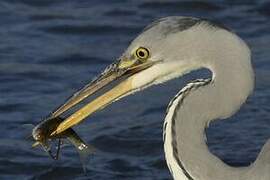 Grey Heron