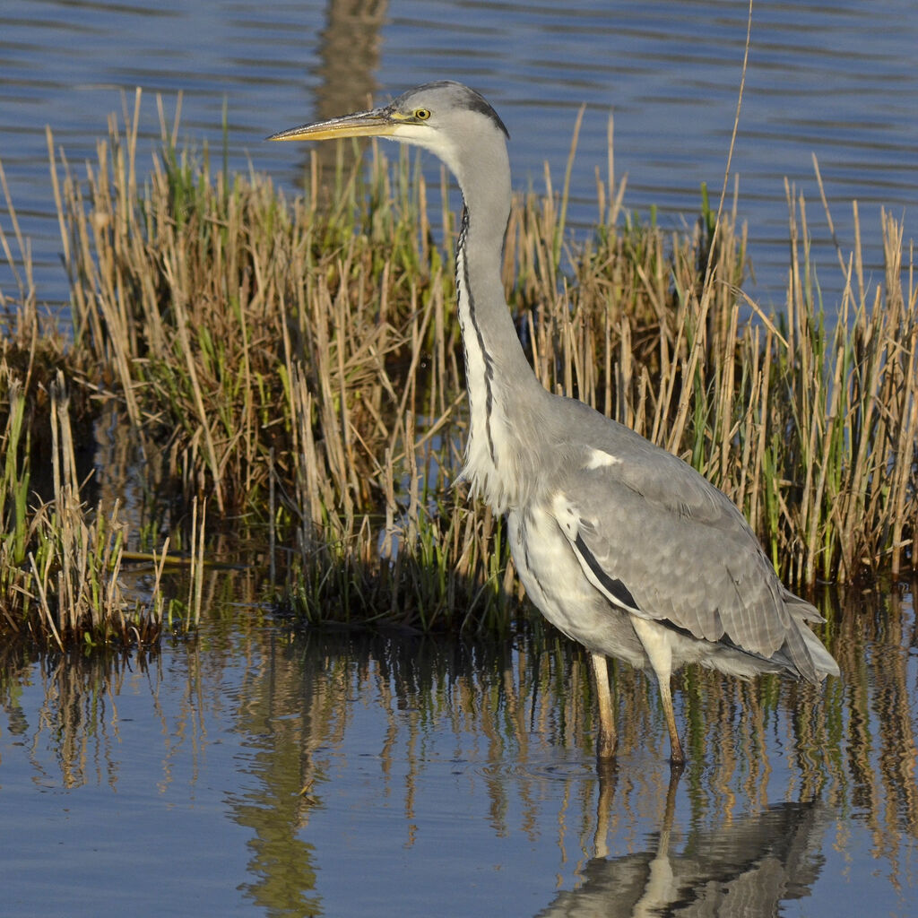 Héron cendré, identification