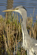 Grey Heron