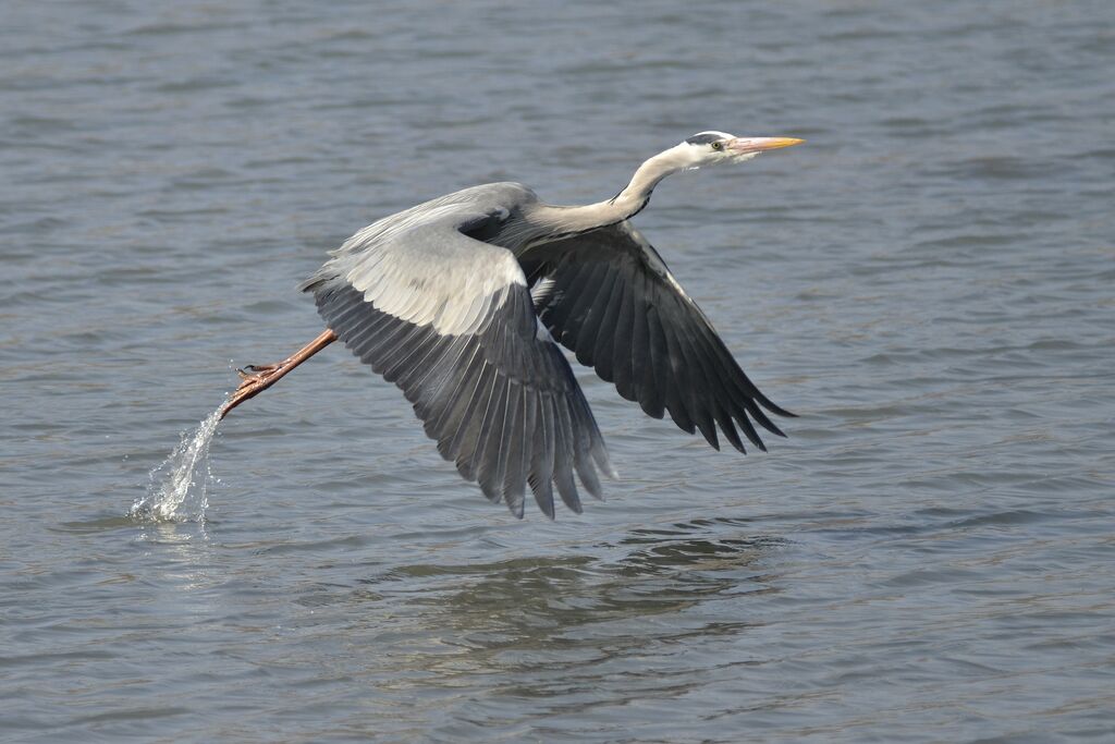 Grey Heronadult