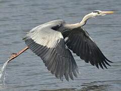 Grey Heron