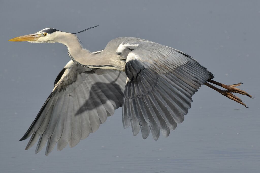 Grey Heron, Flight