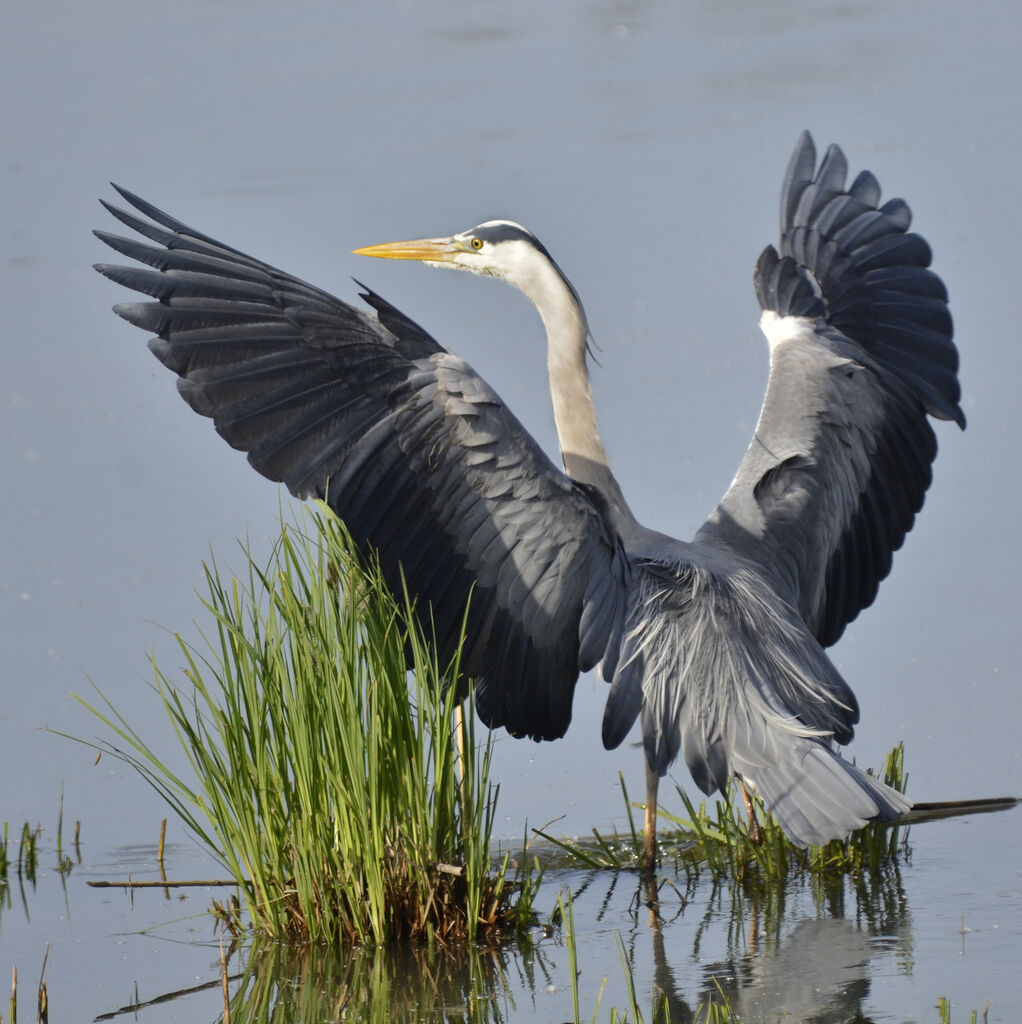 Grey Heronadult, identification