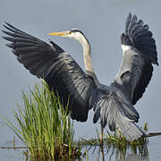 Grey Heron