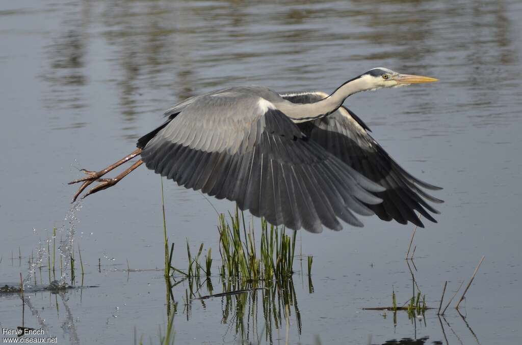 Grey Heronadult, Flight