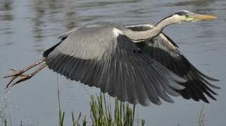 Grey Heron