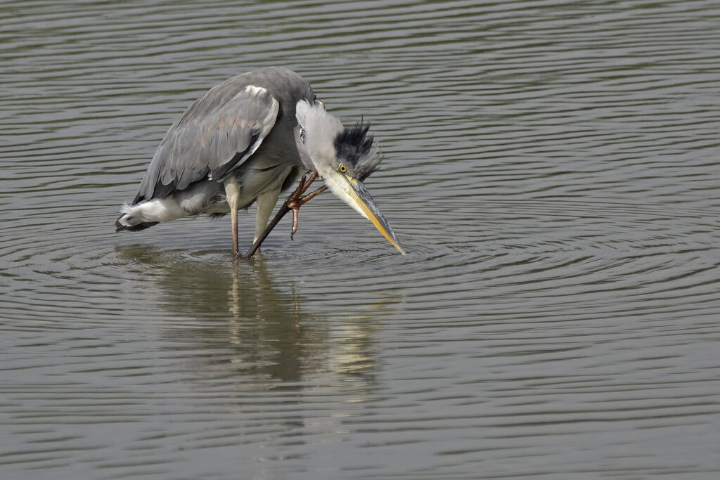 Grey Heron