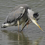 Grey Heron