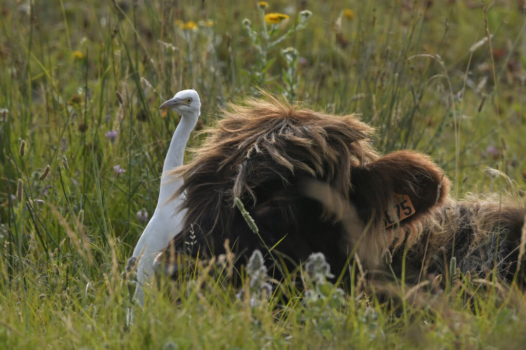 Western Cattle Egretjuvenile, identification