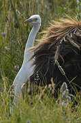 Western Cattle Egret