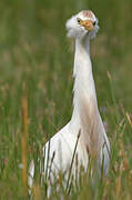 Western Cattle Egret