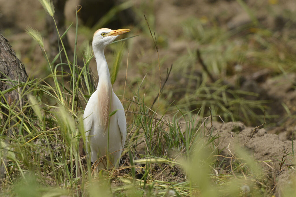 Western Cattle Egretadult