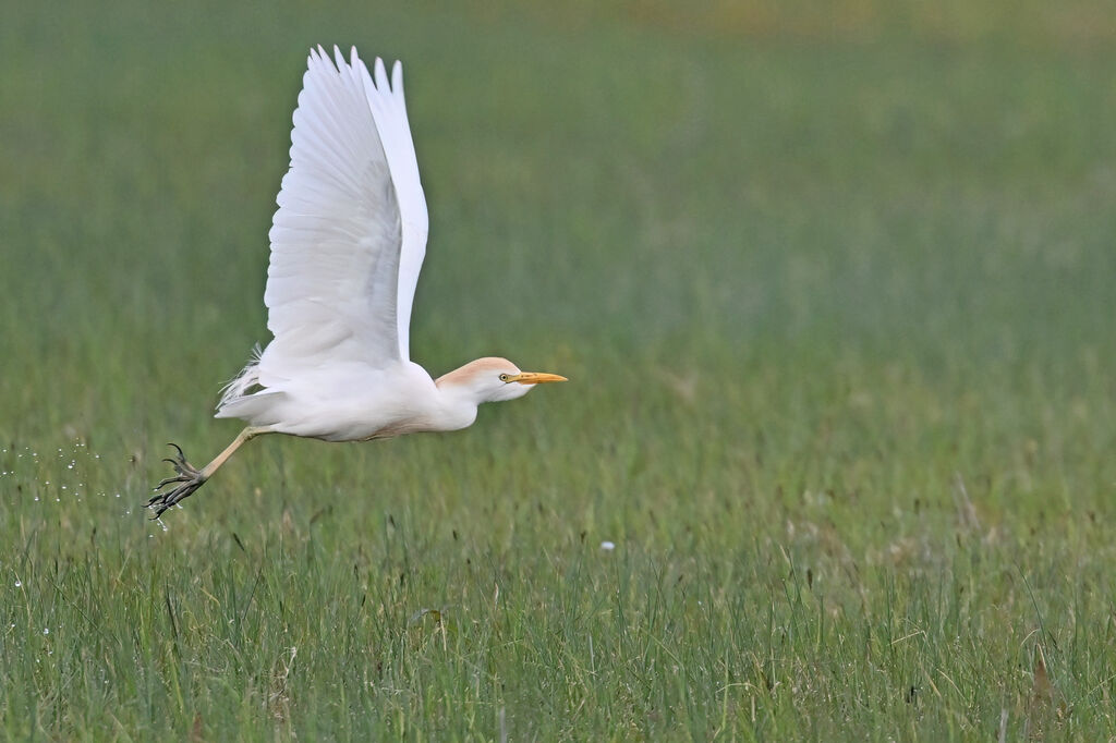 Western Cattle Egretadult, Flight