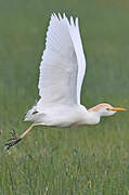 Western Cattle Egret