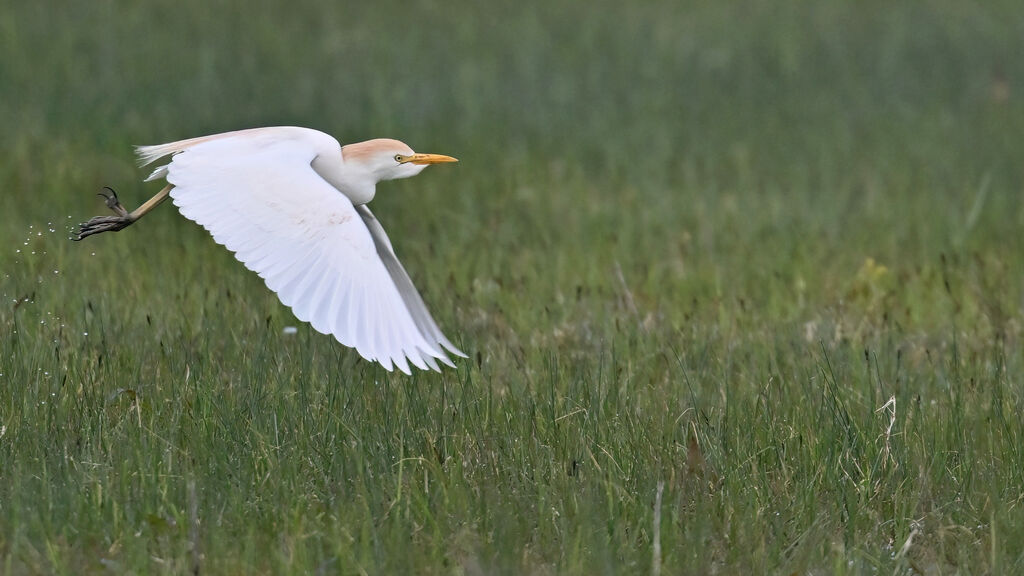 Western Cattle Egretadult, Flight