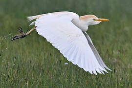 Western Cattle Egret