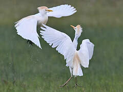 Western Cattle Egret