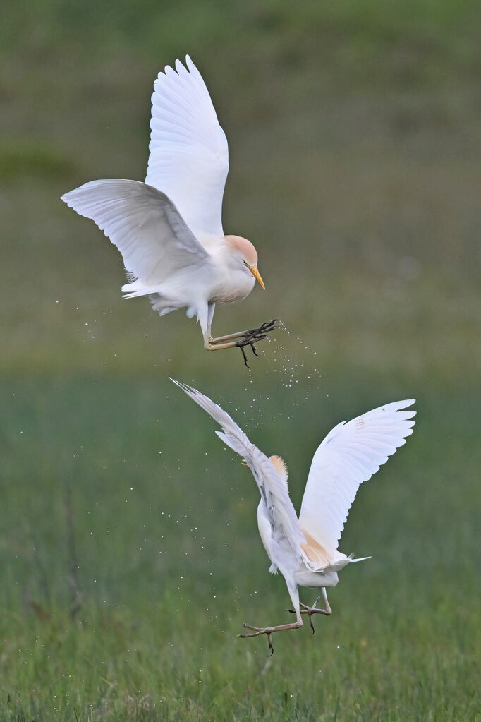 Western Cattle Egretadult, Behaviour