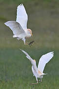 Western Cattle Egret