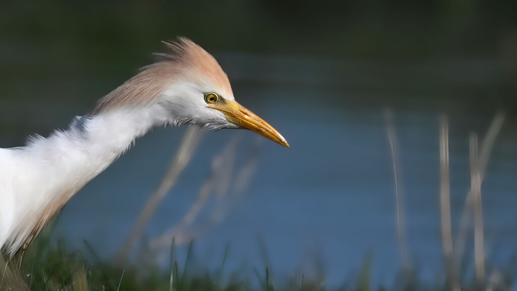Western Cattle Egretadult breeding, close-up portrait