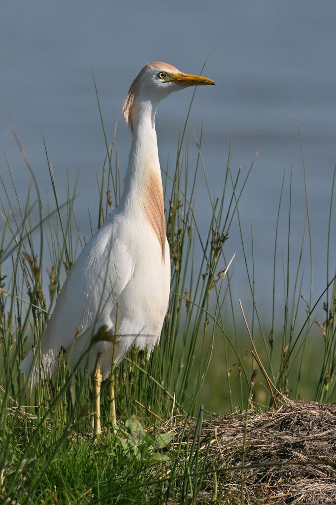 Héron garde-boeufsadulte nuptial, identification