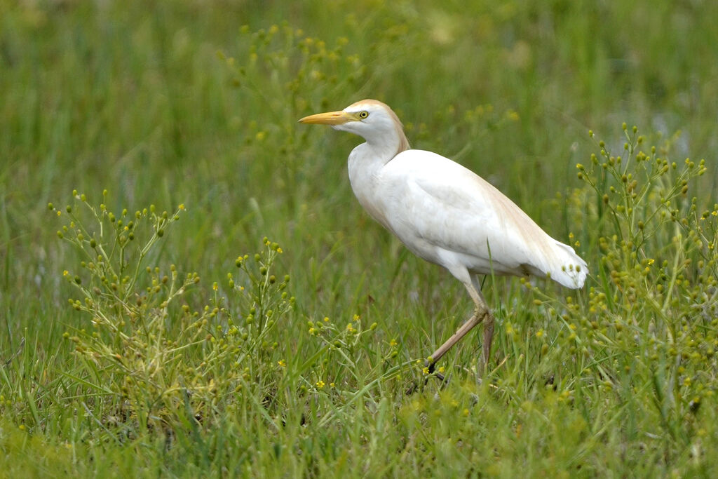 Western Cattle Egret, identification