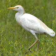 Western Cattle Egret