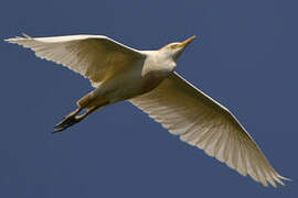 Western Cattle Egret