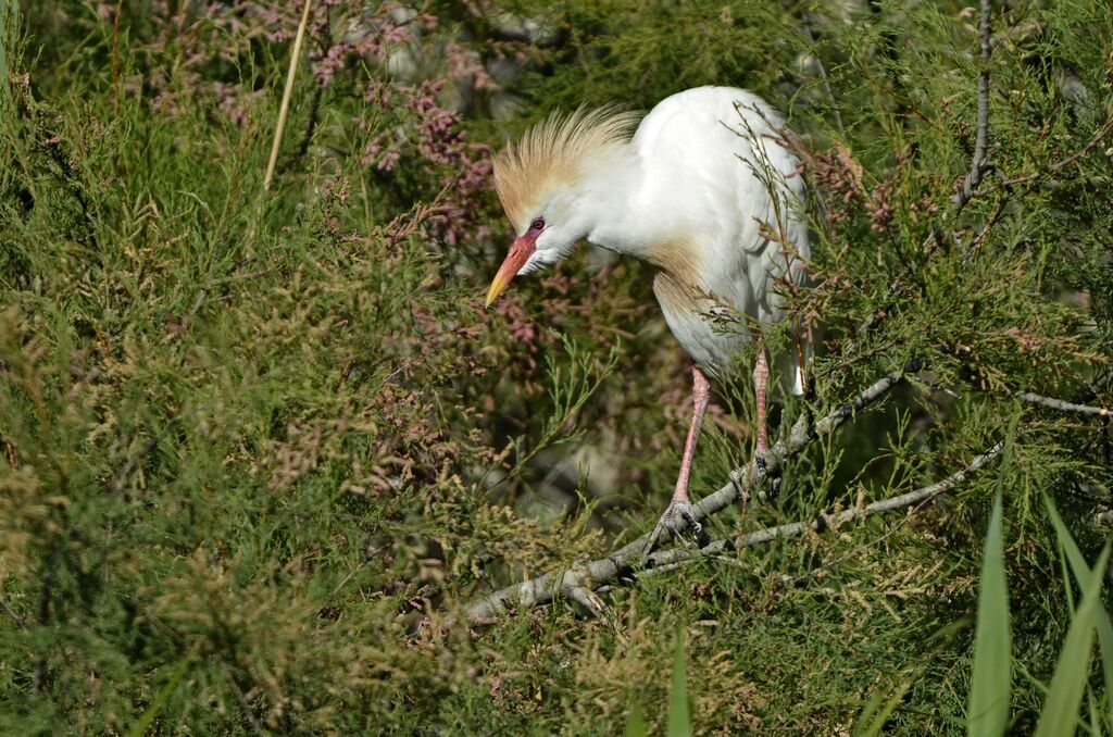 Héron garde-boeufsadulte nuptial, identification