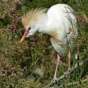 Western Cattle Egret