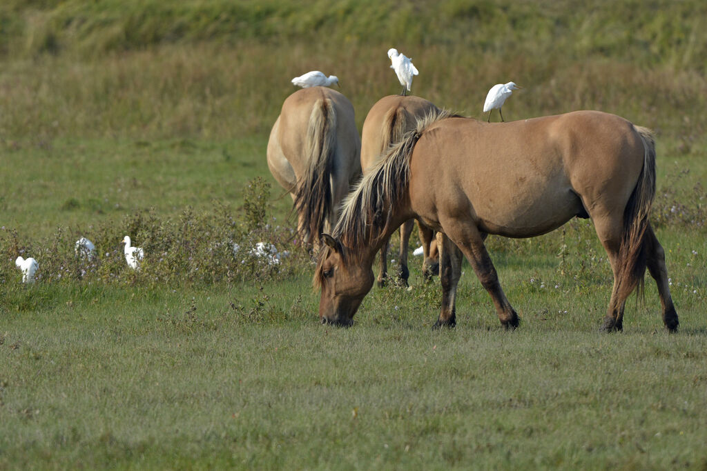 Western Cattle Egret, Behaviour