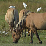 Western Cattle Egret