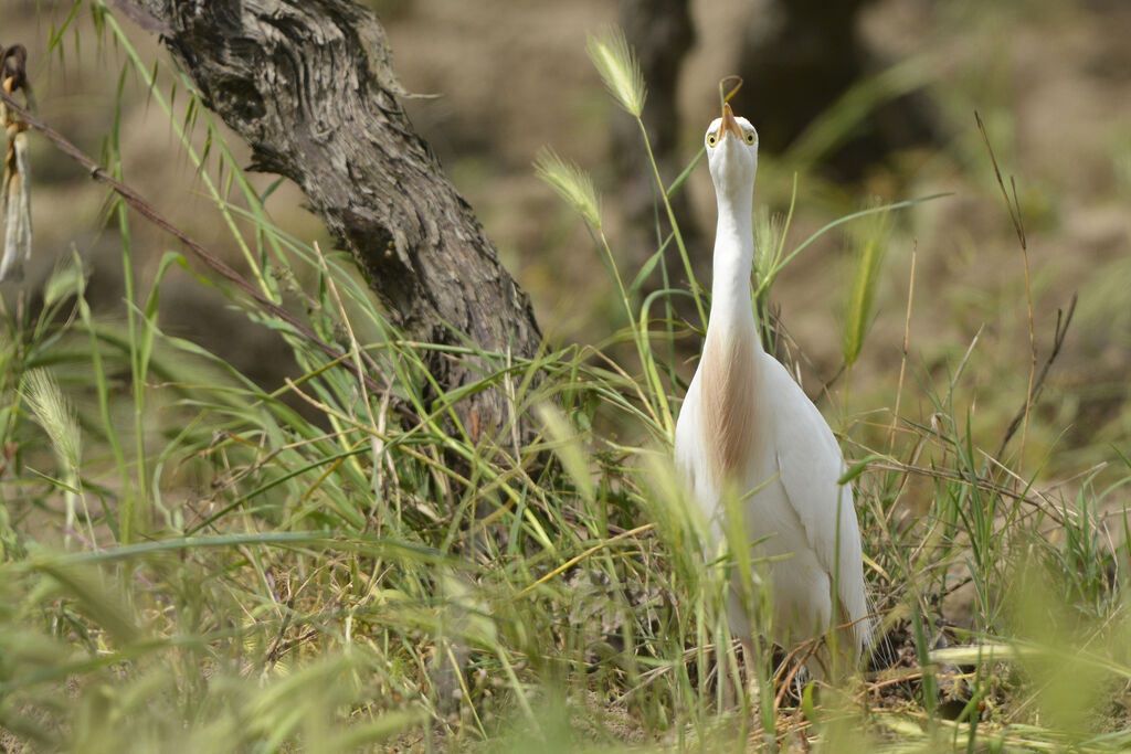 Western Cattle Egret