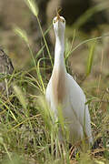 Western Cattle Egret