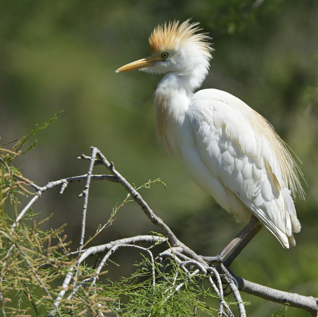 Western Cattle Egret