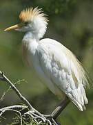 Western Cattle Egret