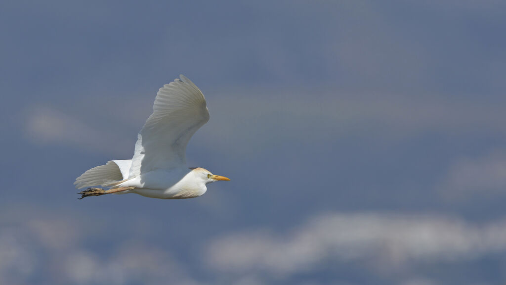 Western Cattle Egretadult, Flight