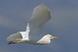 Western Cattle Egret