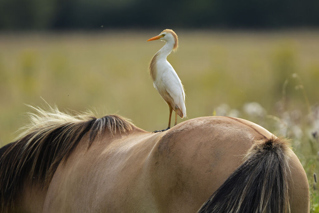 Western Cattle Egretadult, Behaviour