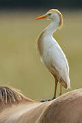 Western Cattle Egret