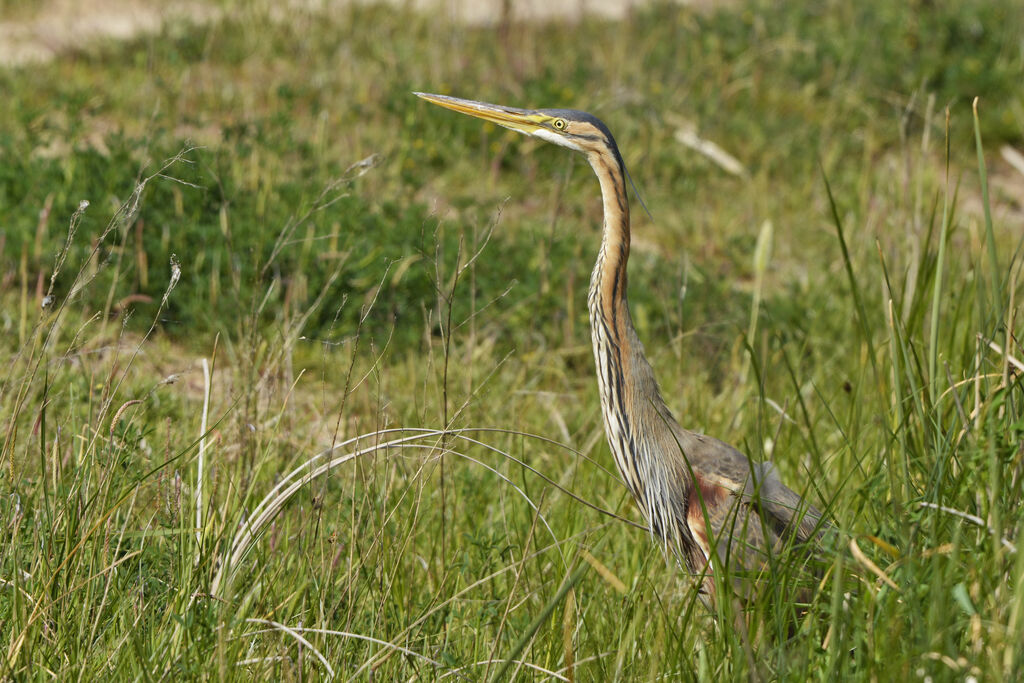 Héron pourpréadulte, identification