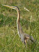 Purple Heron