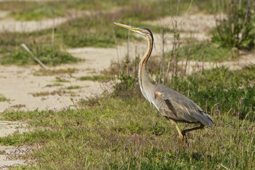 Purple Heron, identification