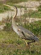 Purple Heron