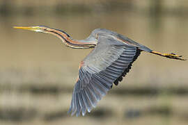 Purple Heron