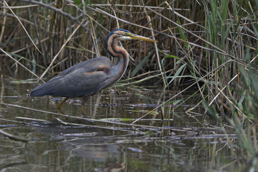 Purple Heron, identification