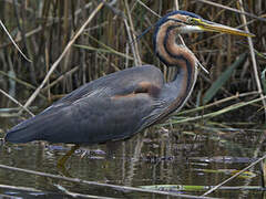 Purple Heron