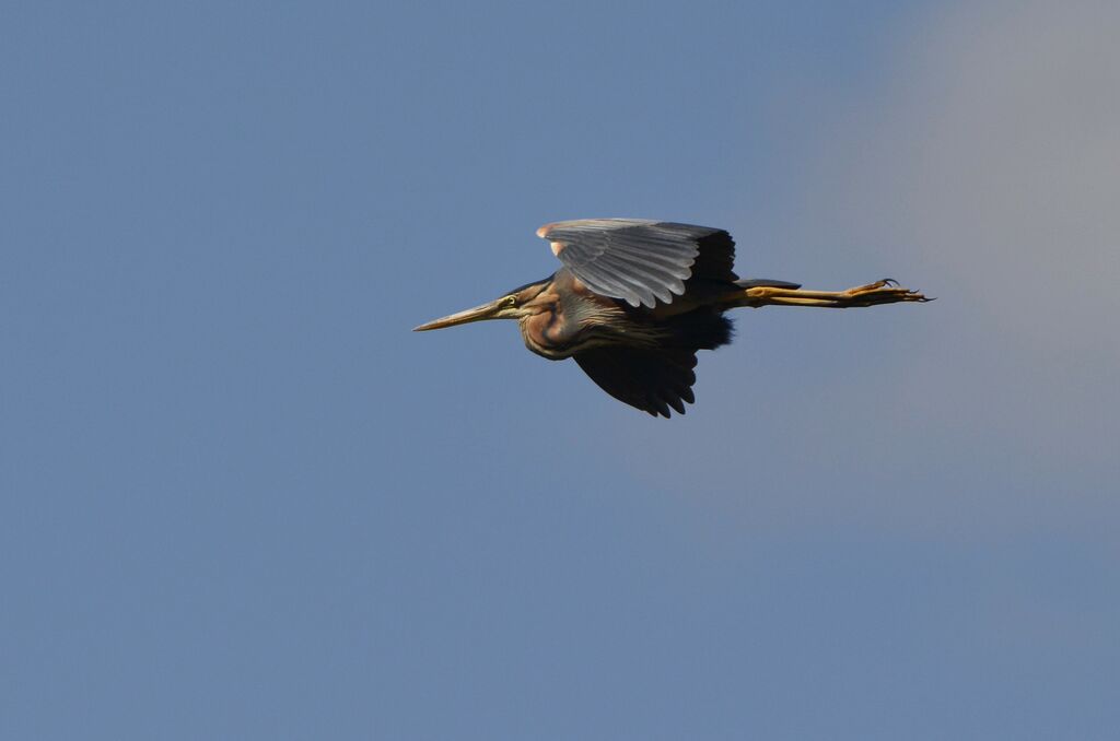 Purple Heron, Flight